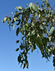 Corymbia erythrophloia