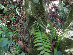 Angraecum mauritianum