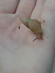 Bulimulus bonariensis