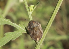 Pachycorinae