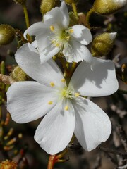 Drosera drummondii