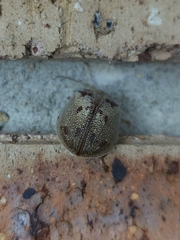 Paropsis