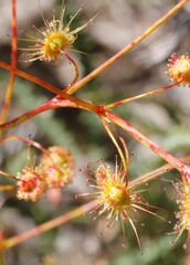 Drosera drummondii