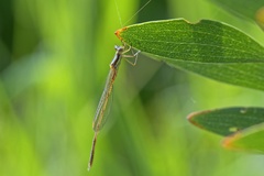 Austrolestes analis