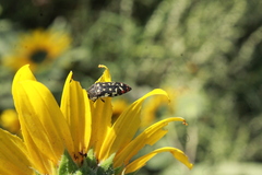 Acmaeodera disjuncta