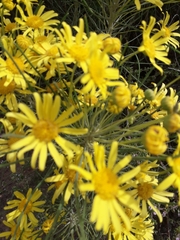 Euryops tenuissimus