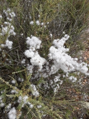 Eriocephalus ericoides