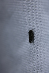 Pachypsylla celtidisvesicula