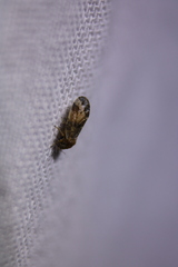 Pachypsylla celtidisvesicula