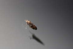 Pachypsylla celtidisvesicula