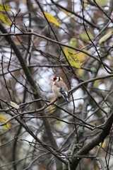 Carduelis carduelis
