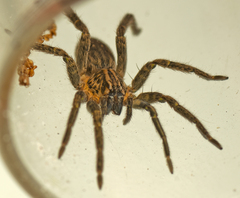 Mituliodon tarantulinus