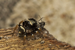Zenodorus orbiculatus