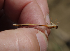 Ischnura pumilio