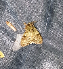 Lymantria kinta
