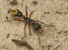 Myrmecia chrysogaster