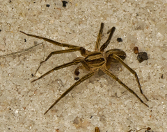 Argoctenus