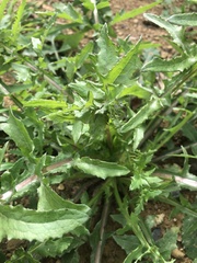 Centaurea pectinata
