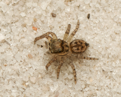 Euophryini