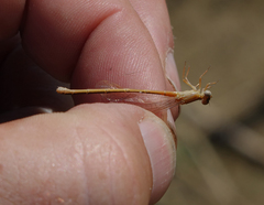 Ischnura pumilio