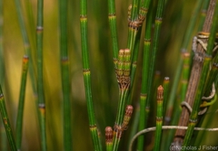 Allocasuarina rigida