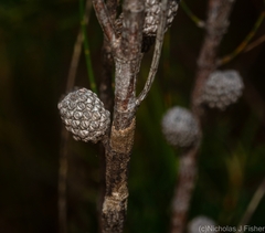 Allocasuarina rigida