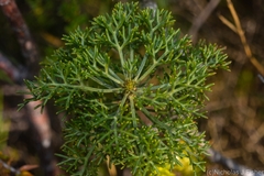 Petrophile canescens