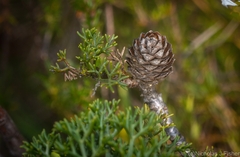 Petrophile canescens