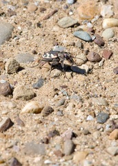 Cicindela formosa