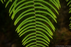 Gleichenia rupestris