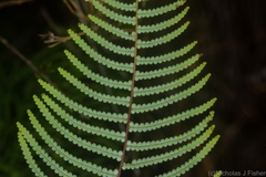 Gleichenia rupestris