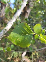 Populus × canadensis