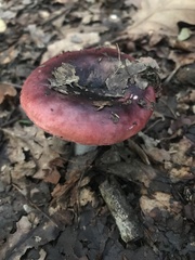 Russula vinacea