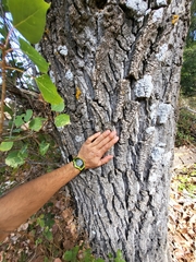 Populus × canadensis