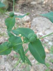 Euphorbia lathyris