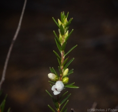 Epacris obtusifolia