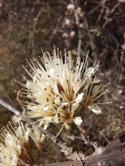 Combretum mossambicense