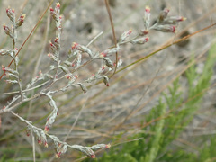 Artemisia santonicum