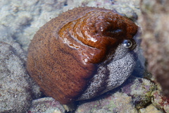 Actinopyga mauritiana image