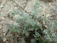 Artemisia santonicum