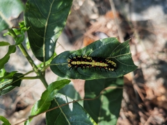 Papilio clytia