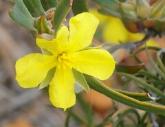 Hibbertia subvaginata