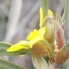Hibbertia subvaginata