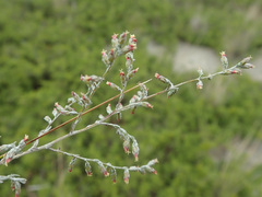 Artemisia santonicum