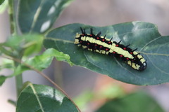 Papilio clytia