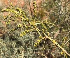 Acacia victoriae