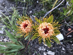 Leucospermum cuneiforme