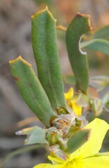 Hibbertia subvaginata
