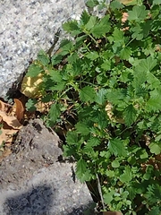 Urtica urens