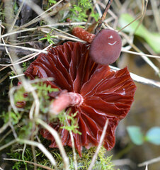 Tubaria rufofulva